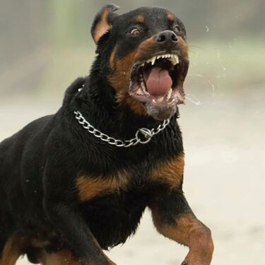Rottweiler-Dog-Scary-Look-Picture