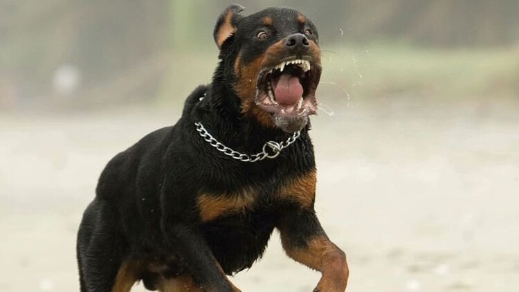 Rottweiler-Dog-Scary-Look-Picture