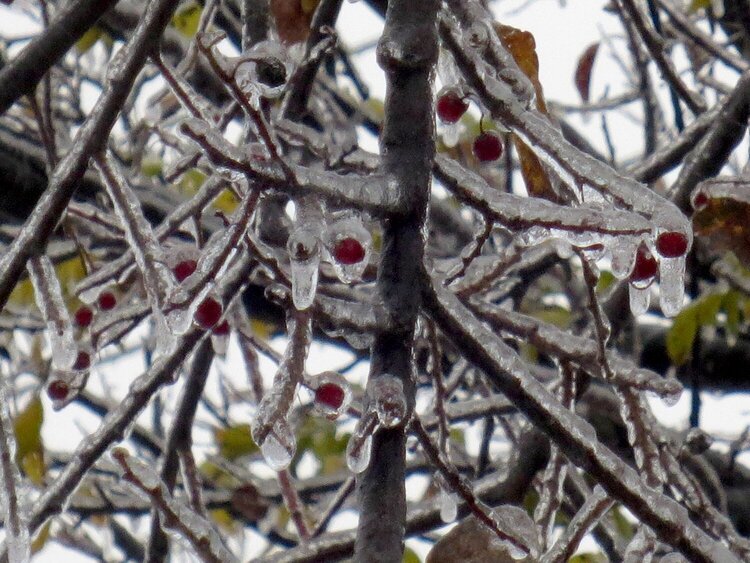 Frozen Berries