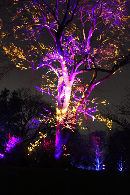 Illuminations at the Morton Arboretum 2018