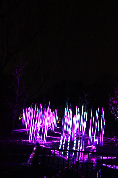 Illuminations at the Morton Arboretum 2018