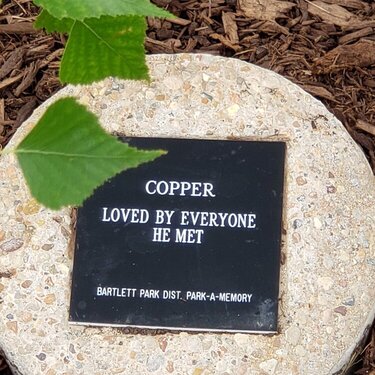 the memorial plaque for Coppers tree