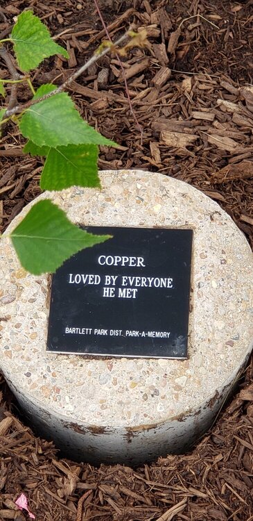 the memorial plaque for Coppers tree