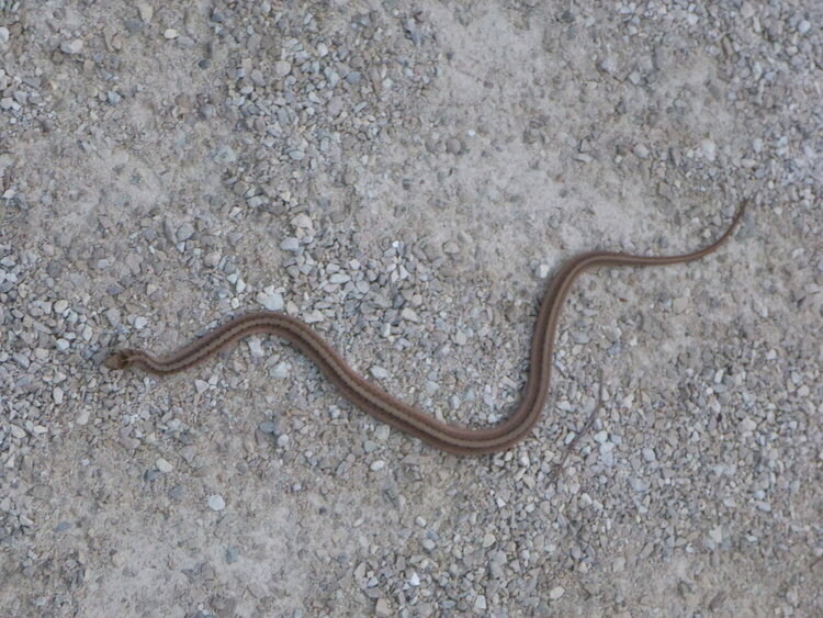 a snake I saw on one of my walks