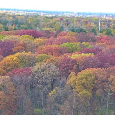From an overlook onto a forest preserve