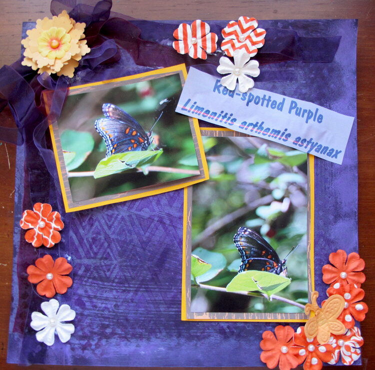 Red spotted Purple butterfly