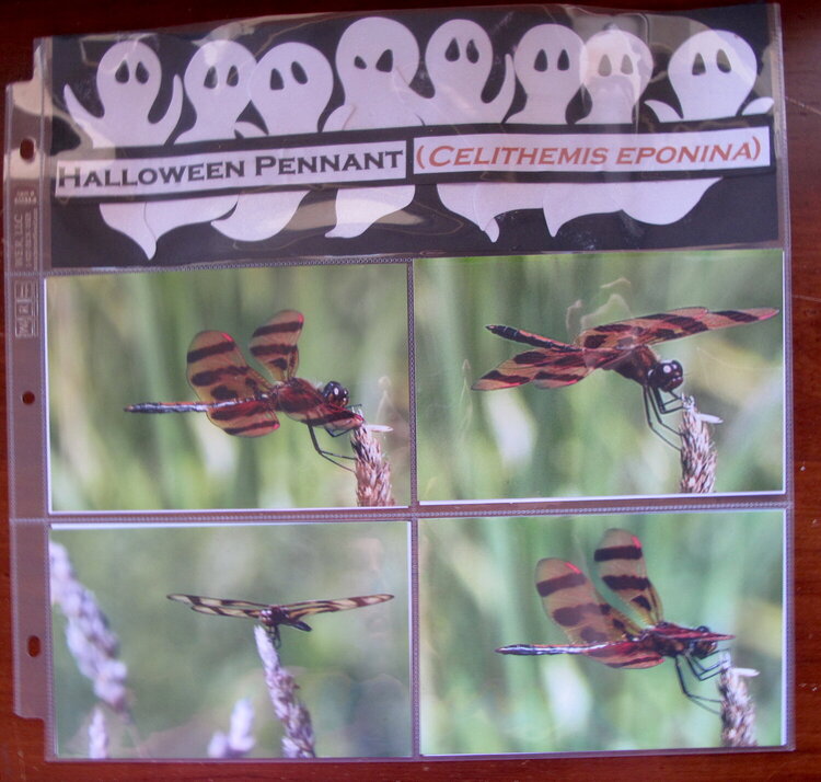 Halloween Pennant