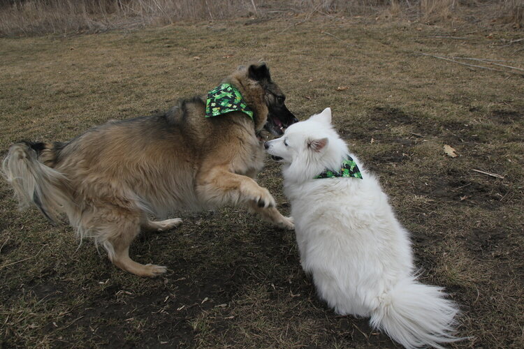 Blossom trying to entice Baxter to play at the park