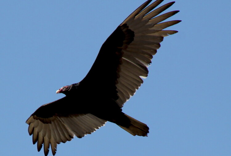 Turkey vultures at dog park
