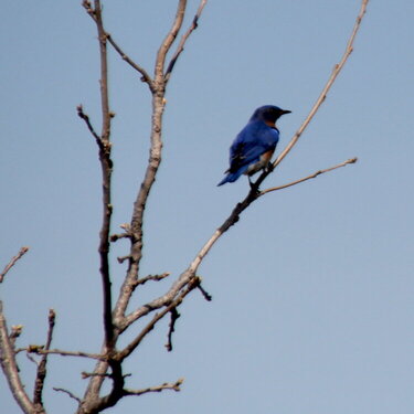Bluebird at the dog park