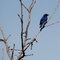 Bluebird at the dog park