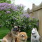 Lilacs and Puppies 2015