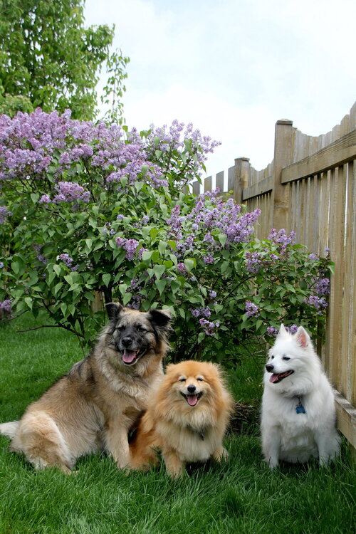 Lilacs and Puppies 2015