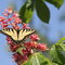 Swallowtail butterfly visiting my horse chestnut!