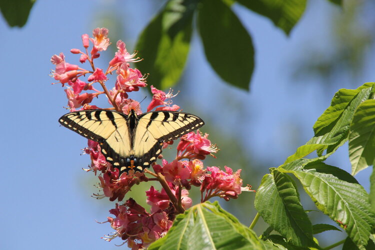 Swallowtail butterfly visiting my horse chestnut!