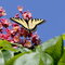 Swallowtail butterfly visiting my horse chestnut!