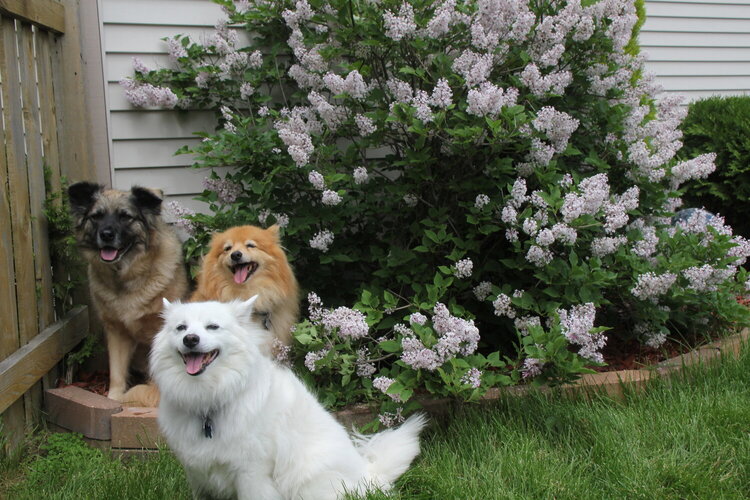 One last photo of the dogs with lilacs - my late blooming one
