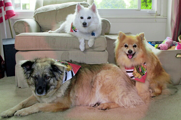 Tee furrkids celebrating the Blackhawks Stanley cup win