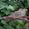 A pair of mourning doves in my back yard