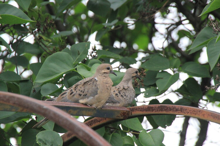 A pair of mourning doves in my back yard