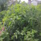 My Tomato Jungle