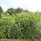 My Tomato Jungle