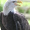 Illinois Raptor Center Eagle Experience