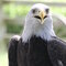 Illinois Raptor Center Eagle Experience