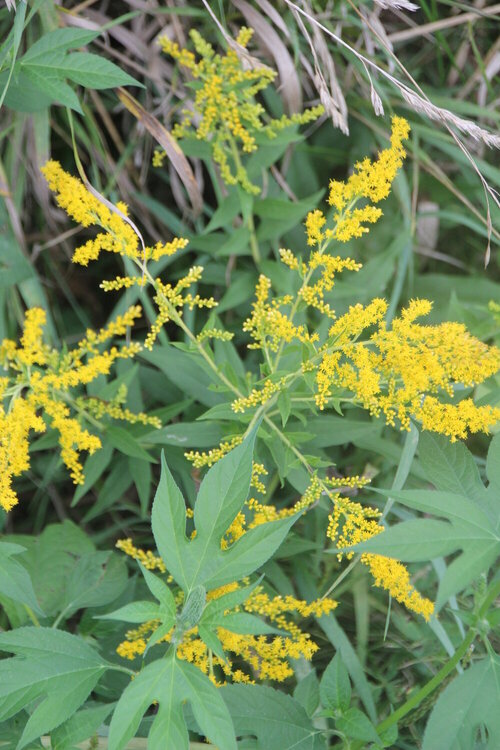 Pretty plant at the dog park