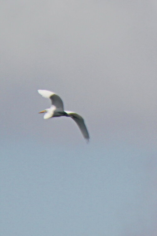 Egret at dog park