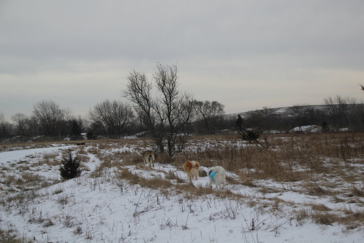 The kids at the new dog park