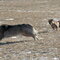 Blossom and some of her new friends form the dog park