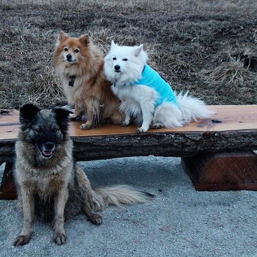 Pups at the Park