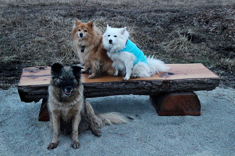 Pups at the Park