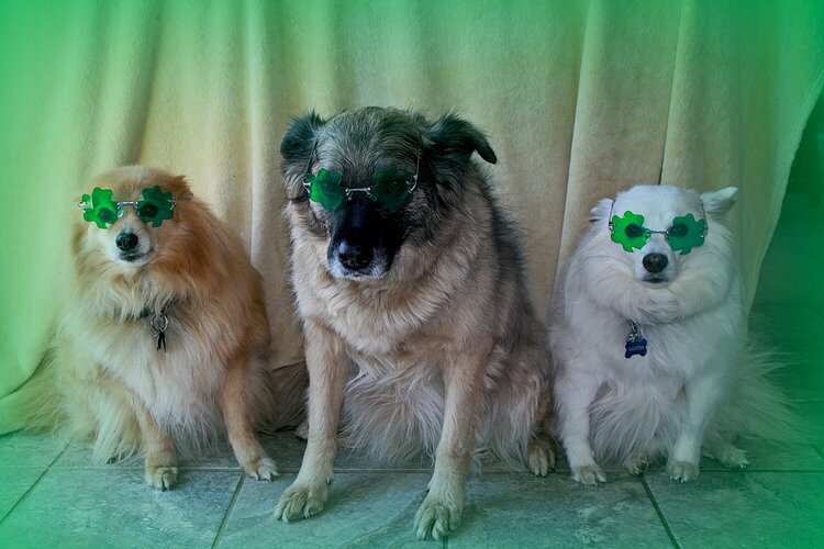 St Patricks day pups!