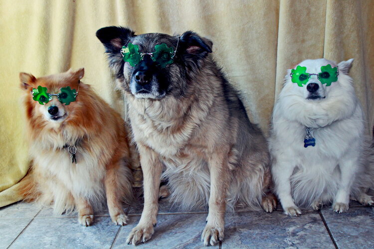 St Patricks day pups!