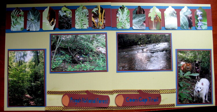 Coon Gap Trail in Pisgah National forests