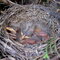 Baby Robins