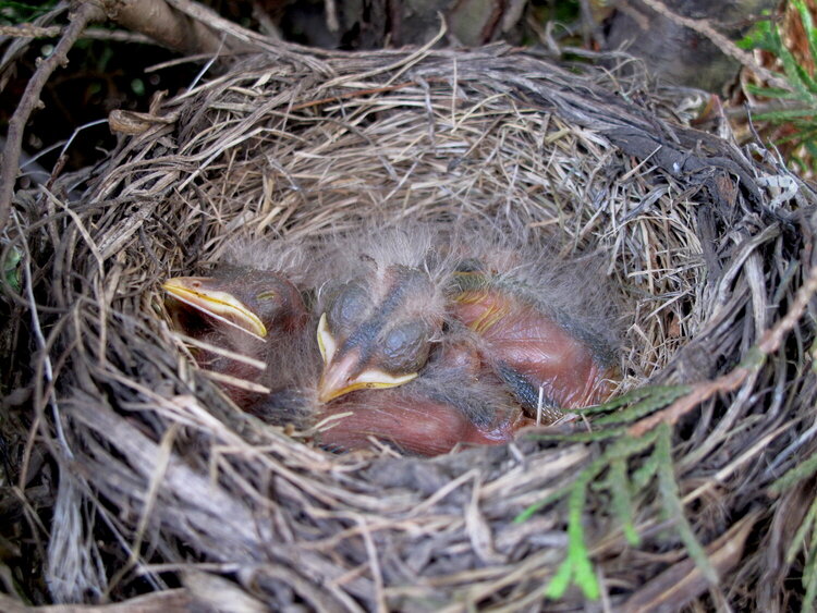 Baby Robins