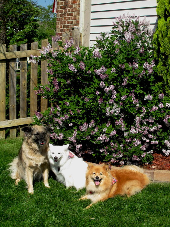 Lilacs and dogs