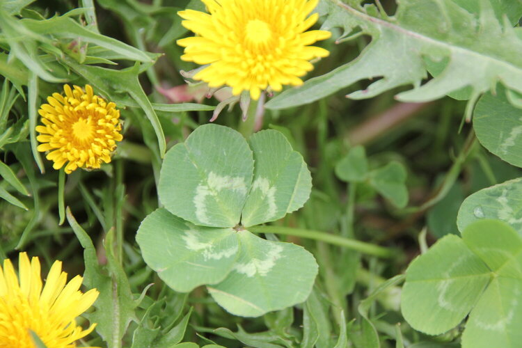 A bunch of four leaf clovers i found at the dog parks