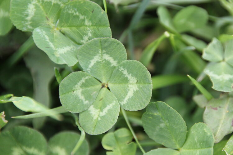 A bunch of four leaf clovers i found at the dog parks