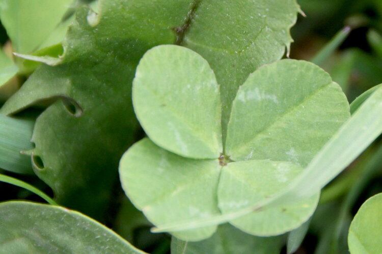 A bunch of four leaf clovers i found at the dog parks