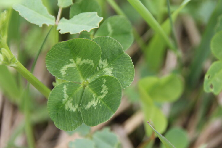 A bunch of four leaf clovers i found at the dog parks