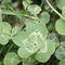 A bunch of four leaf clovers i found at the dog parks