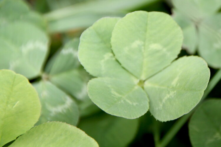 A bunch of four leaf clovers i found at the dog parks