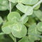 A bunch of four leaf clovers i found at the dog parks