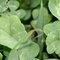 A bunch of four leaf clovers i found at the dog parks