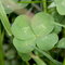 A bunch of four leaf clovers i found at the dog parks