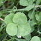 A bunch of four leaf clovers i found at the dog parks